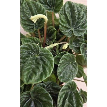 Peperomia - Törpebors