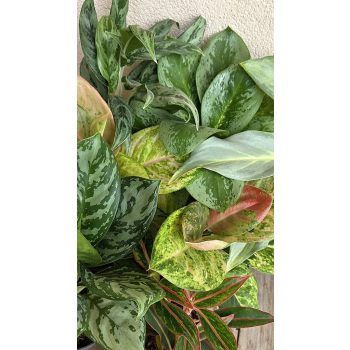 Aglaonema - Rákvirág
