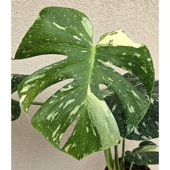 Monstera