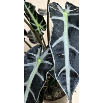 Alocasia