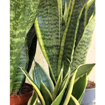 Sansevieria - Anyósnyelv