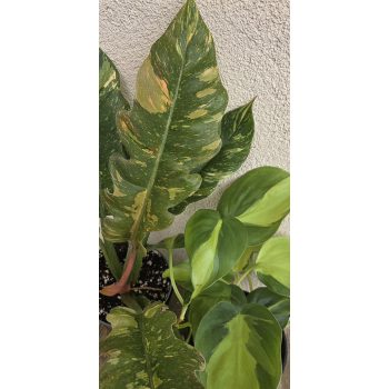 Philodendron