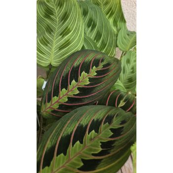 Calathea/Maranta