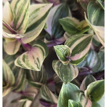 Tradescantia - Pletyka