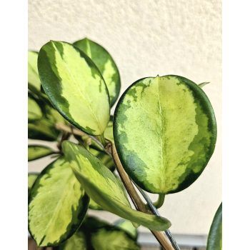 Hoya - Viaszvirág